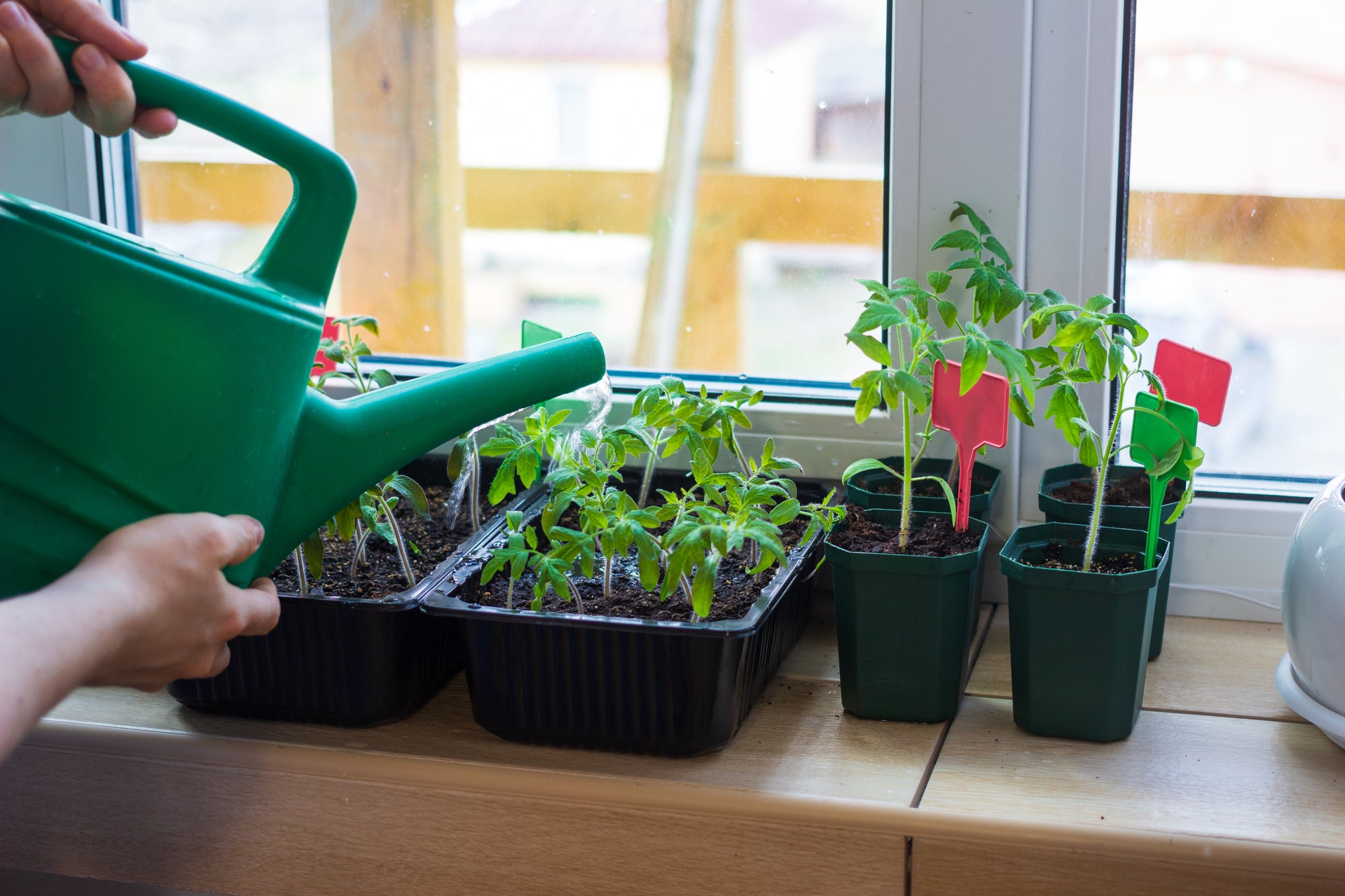 Watering Plants on a Window Ledge