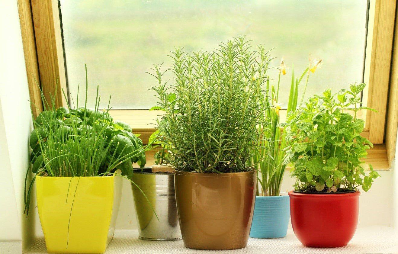 Plants Growing in a Garden Window